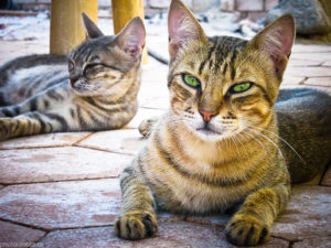 Egyptian cats